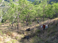 Eucalyptus urophylla