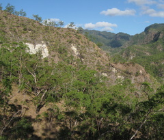 Eucalyptus urophylla