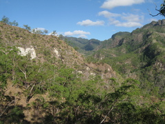 Eucalyptus urophylla