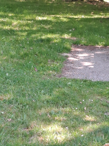 Common Chaffinch