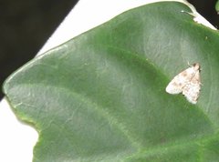 Salma ridiculalis