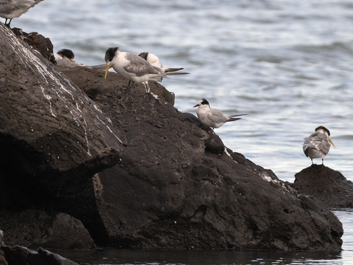 iNaturalist image