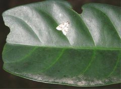 Salma ridiculalis