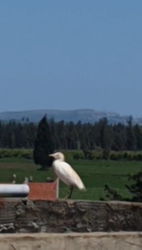 Western Cattle-Egret