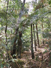 Cycas rumphii