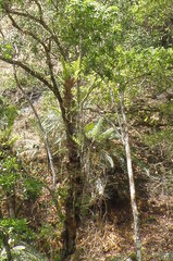 Drynaria quercifolia