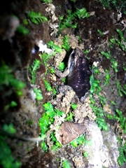 Mannophryne herminae