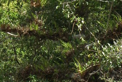 Drynaria quercifolia