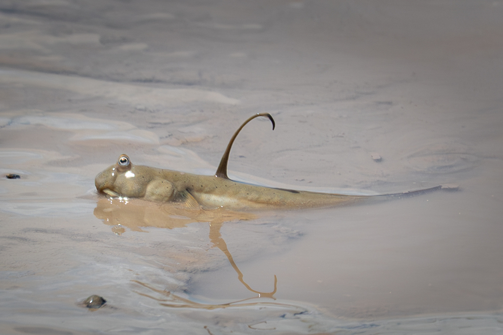 Walking Goby
