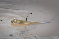 Walking Goby photo 1