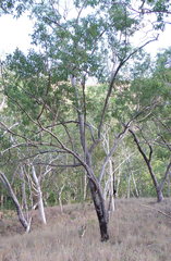 Eucalyptus urophylla