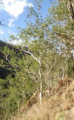 Eucalyptus urophylla