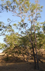 Eucalyptus urophylla