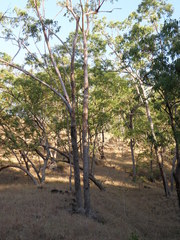 Eucalyptus urophylla