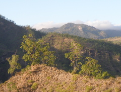 Eucalyptus urophylla