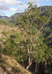 Eucalyptus urophylla