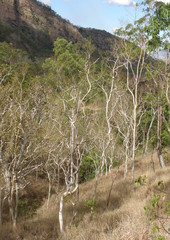 Eucalyptus alba