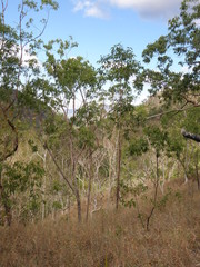 Eucalyptus urophylla