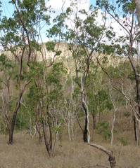 Eucalyptus urophylla