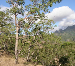 Eucalyptus urophylla