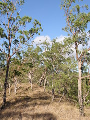 Eucalyptus urophylla