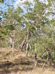 Eucalyptus urophylla