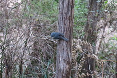 Eopsaltria georgiana