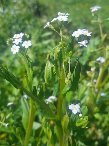 Myosotis secunda, photograph 6