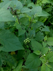 Solanum scabrum