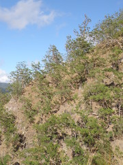 Eucalyptus urophylla