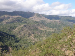 Eucalyptus urophylla