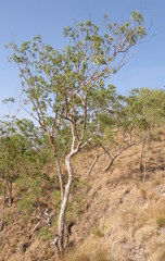 Eucalyptus urophylla