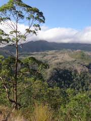 Eucalyptus urophylla