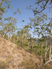 Eucalyptus urophylla