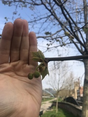 Platanus