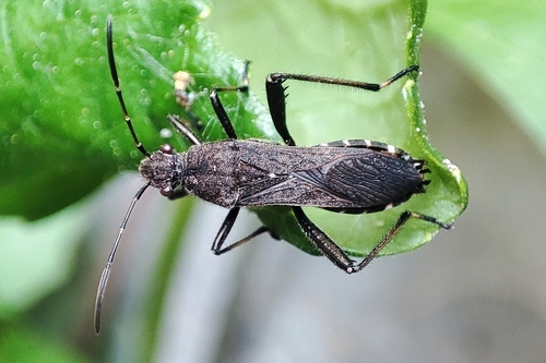 ant bug