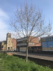 Platanus