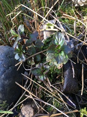 Mentha aquatica