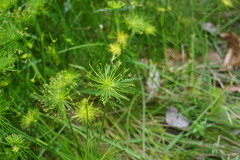 Cyperus prolifer