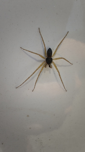Eurasian Running Crab Spider