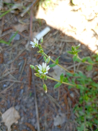 Common mouse-ear chickweed