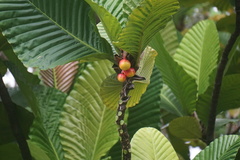 Dillenia ingens