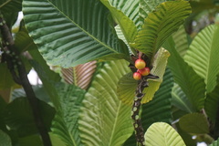 Dillenia ingens