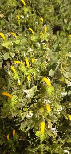 Cadaba glandulosa