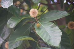 Neolamarckia cadamba