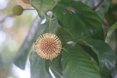 Neolamarckia cadamba