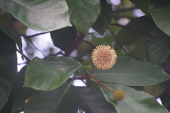 Neolamarckia cadamba