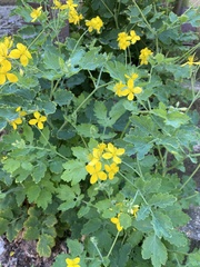 Chelidonium majus