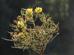 Senna petersiana, photograph author not stated, no rights reserved