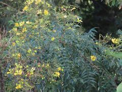Senna petersiana, photograph author not stated, no rights reserved